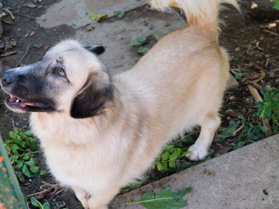 Adotta un cane, taglia media, maschio, Torino