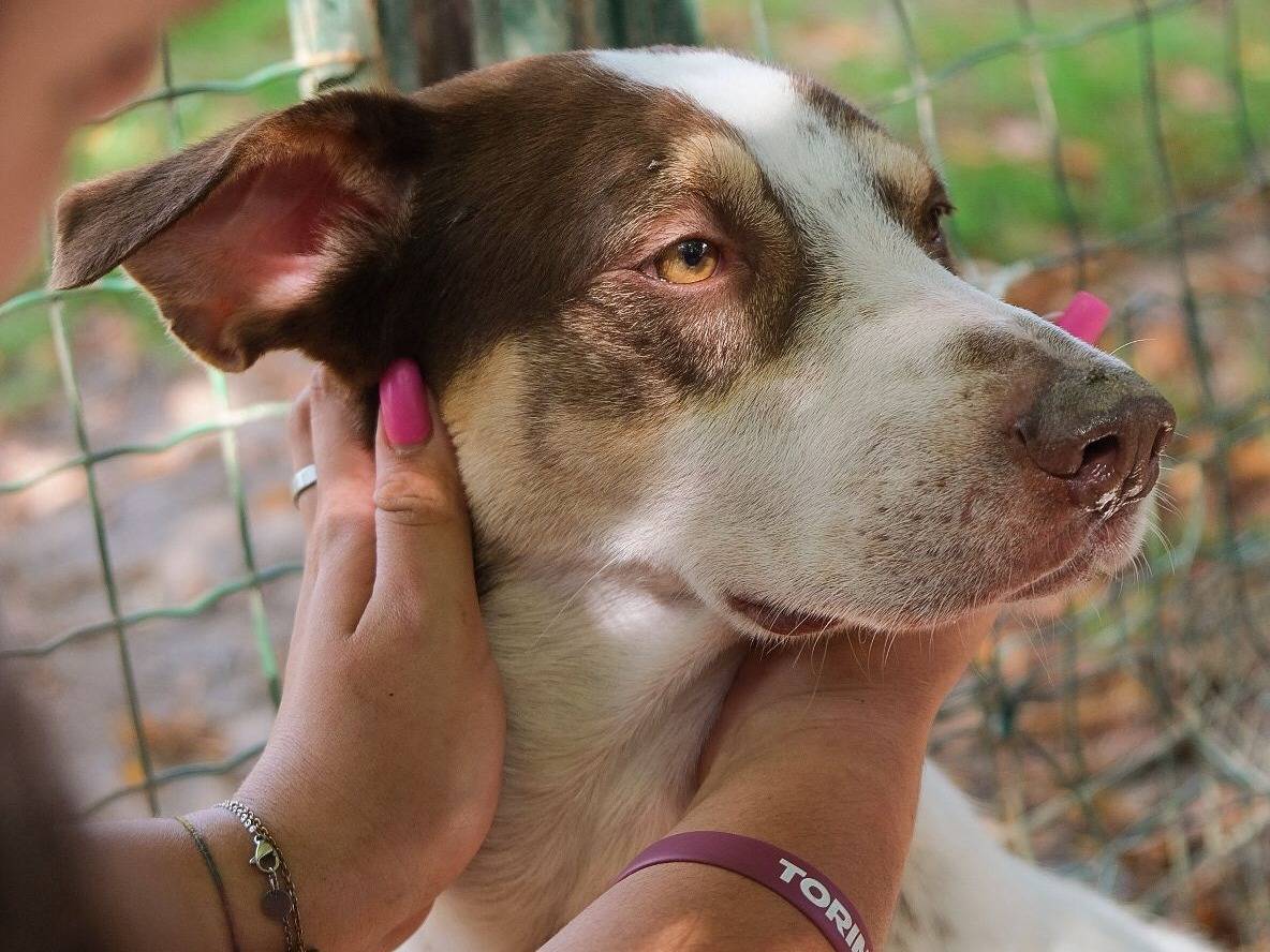 Vuoi adottare un cane a Torino?