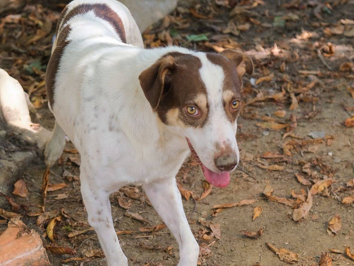Adotta il cane Boss a Torino