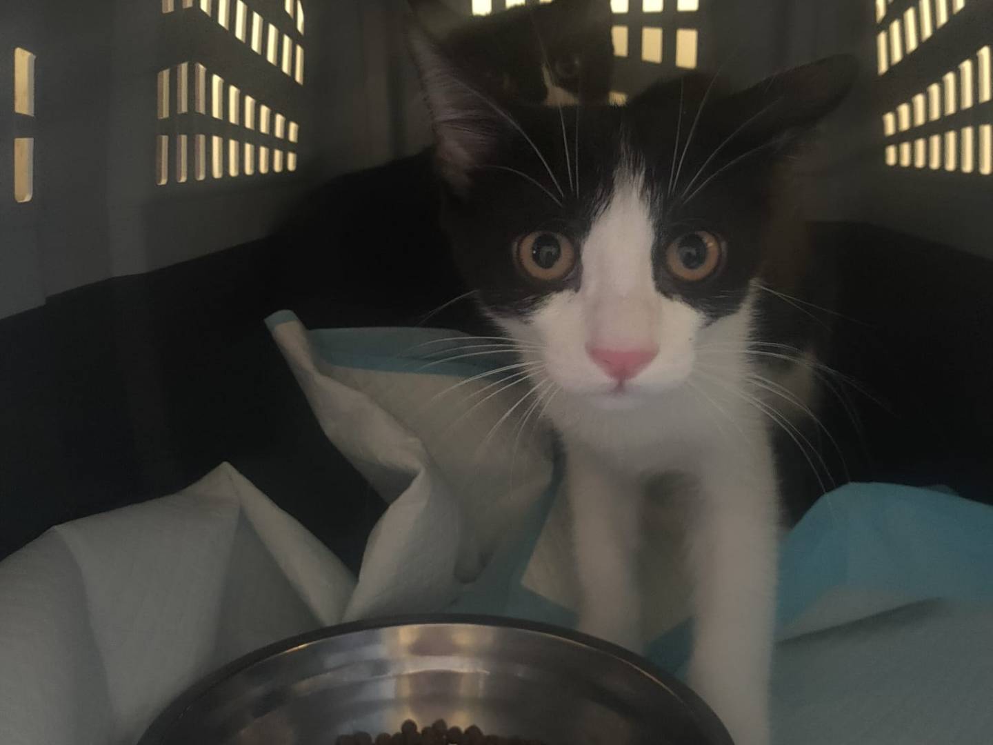 Vuoi adottare un gatto a Torino?