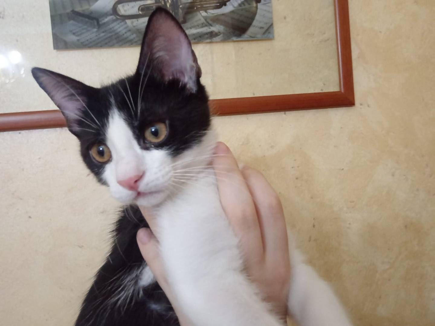 Adotta il gatto Rocky a Torino
