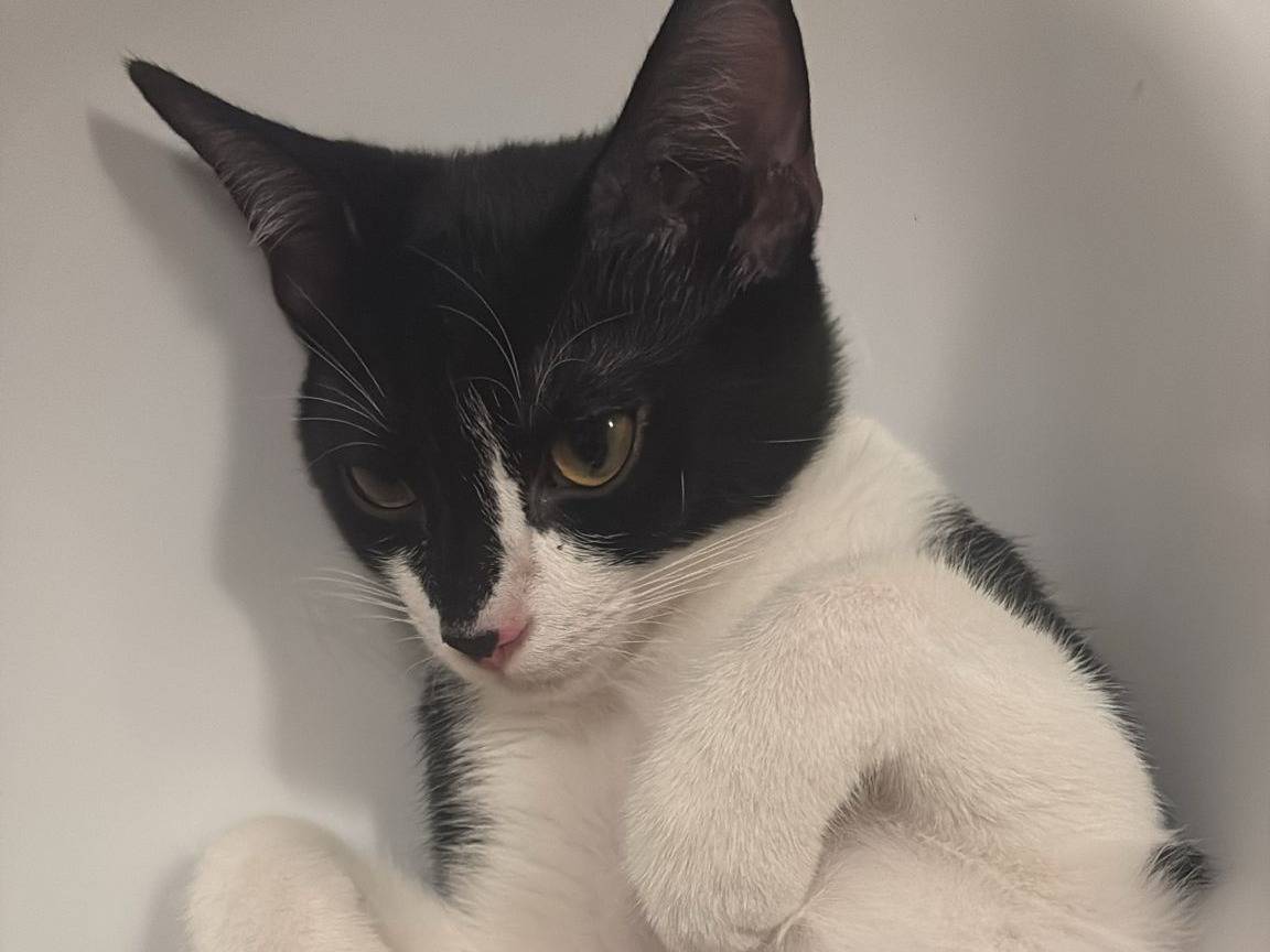 Vuoi adottare un gatto a Torino?