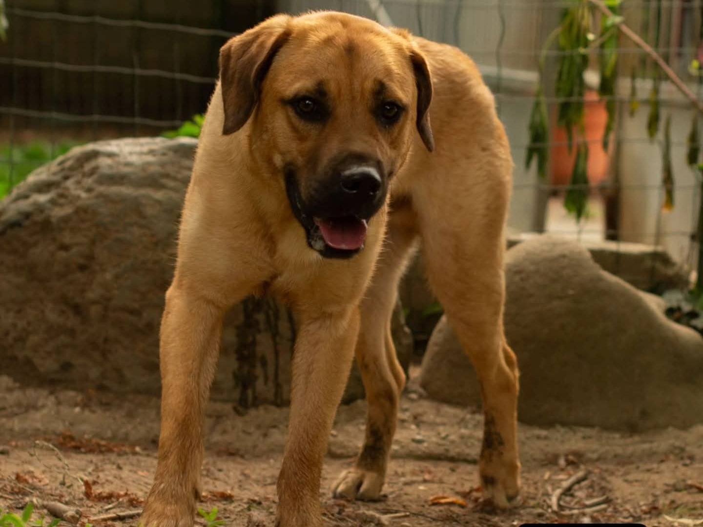 Adozione cane, maschio, Razza sconosciuta Razza sconosciuta, 1 anno e 1 mese, taglia media, Torino