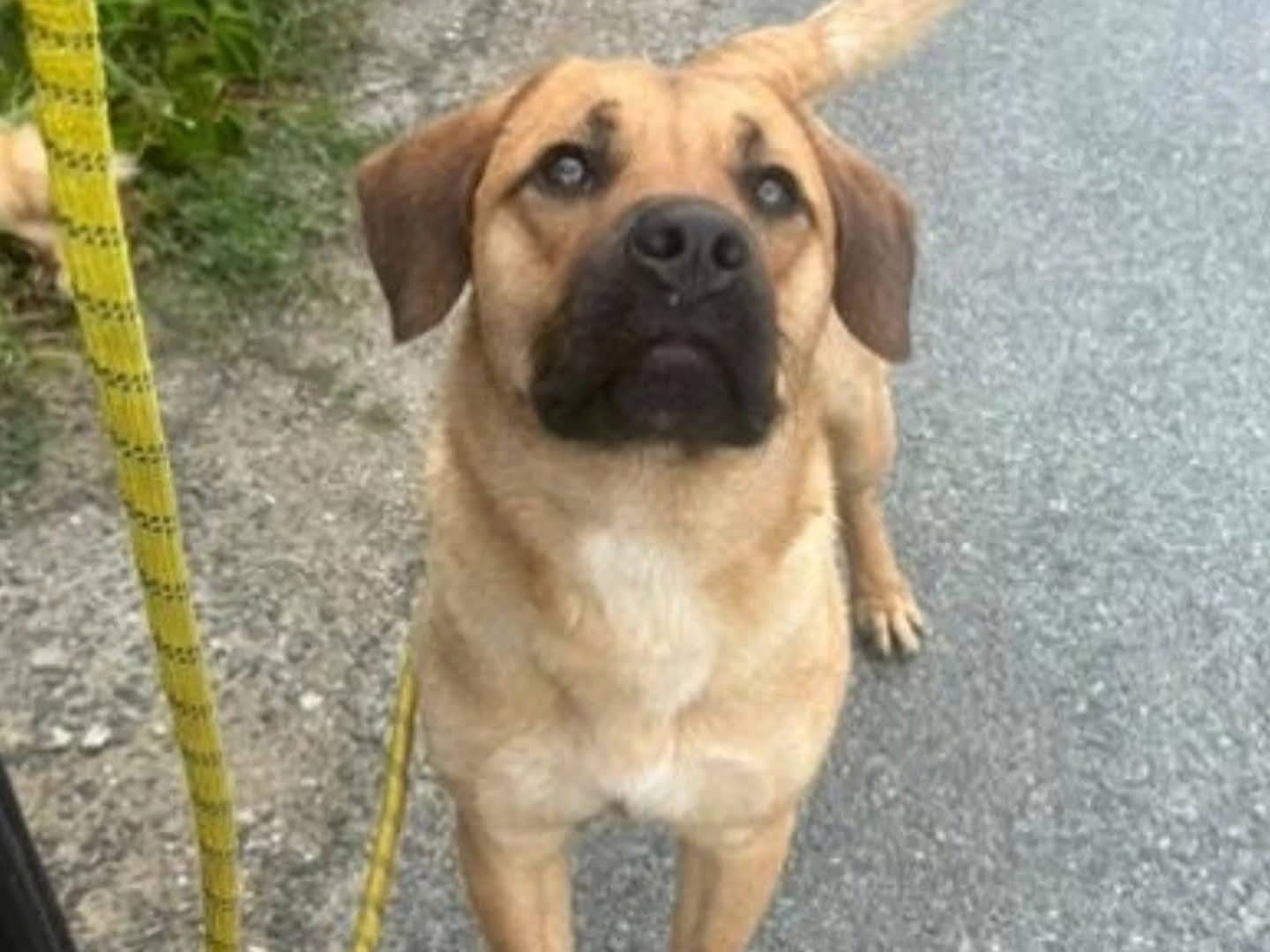 Adotta un cane, maschio, 1 anno e 1 mese, Torino