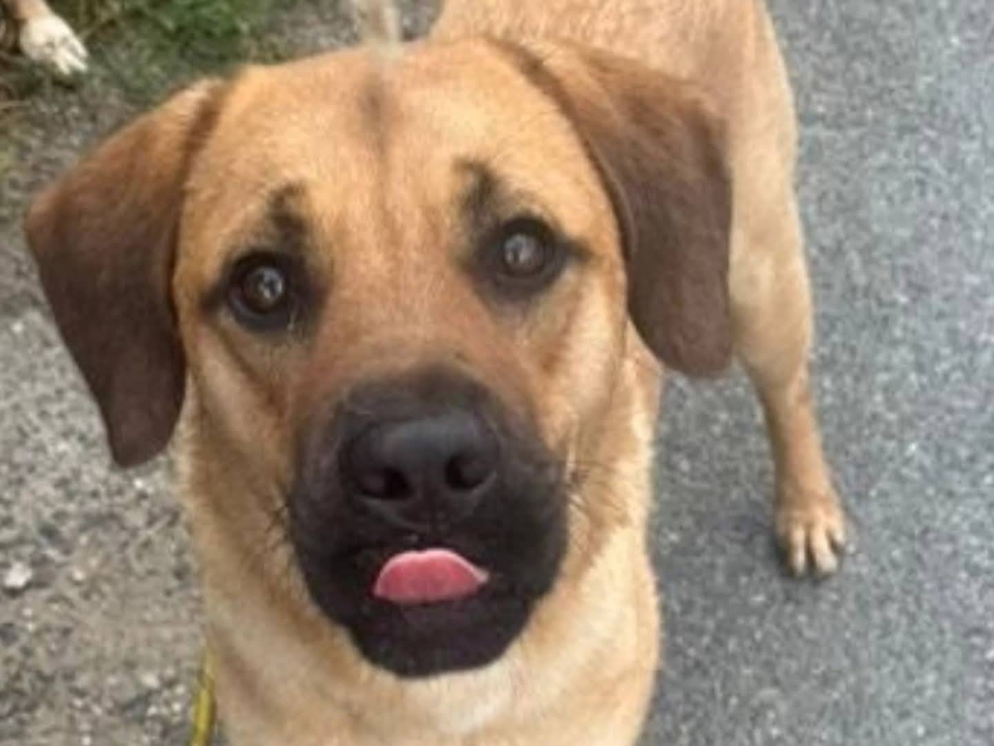 Adotta un cane, taglia media, maschio, Torino
