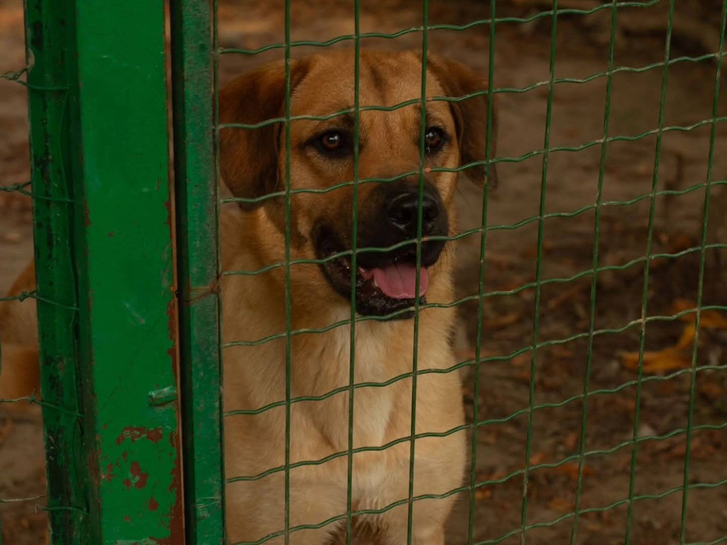 Vuoi adottare un cane a Torino?