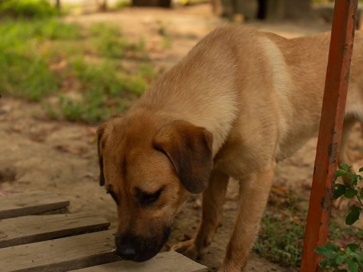 Adotta il cane Malik a Torino