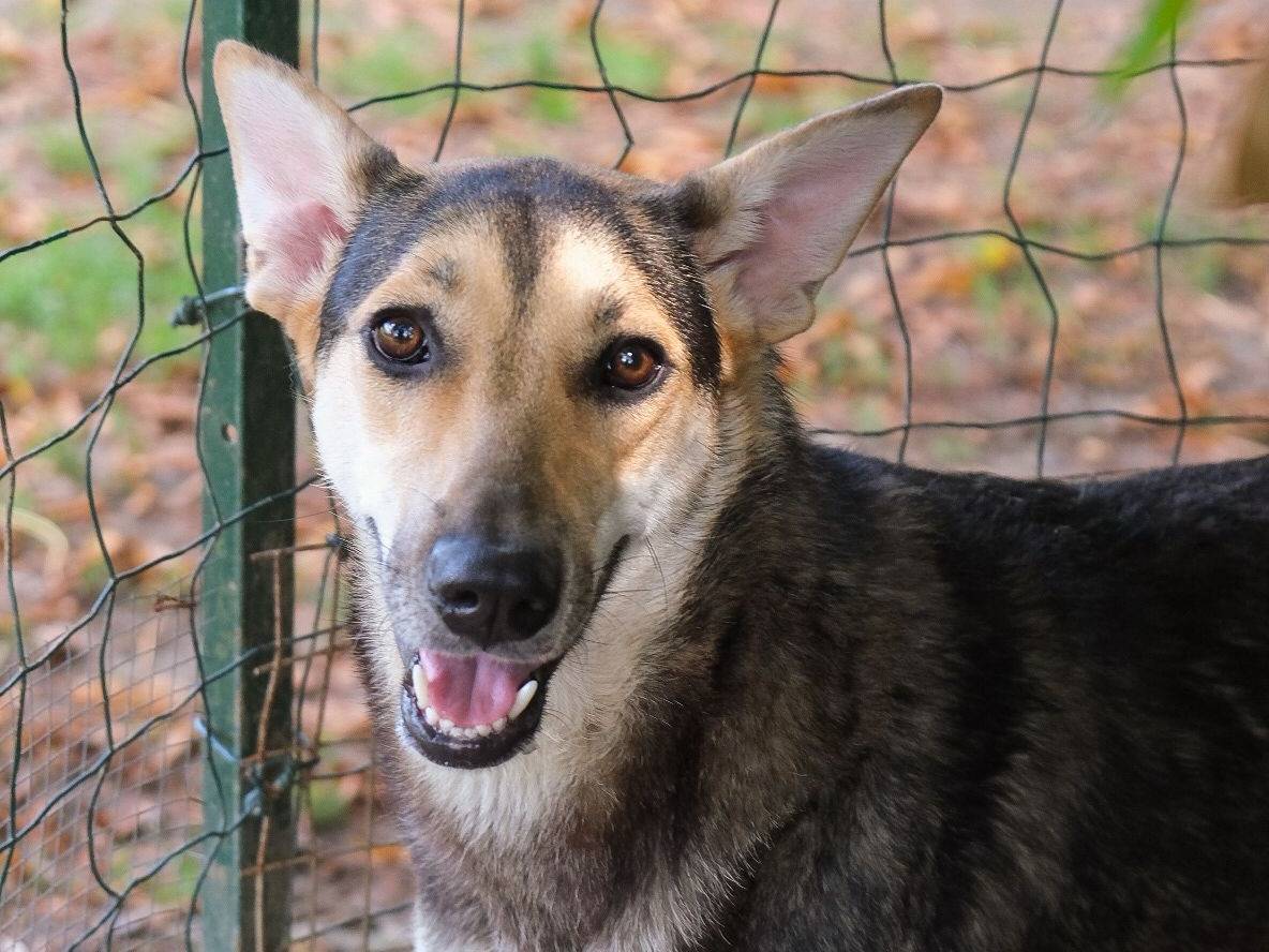 Vuoi adottare un cane a Torino?