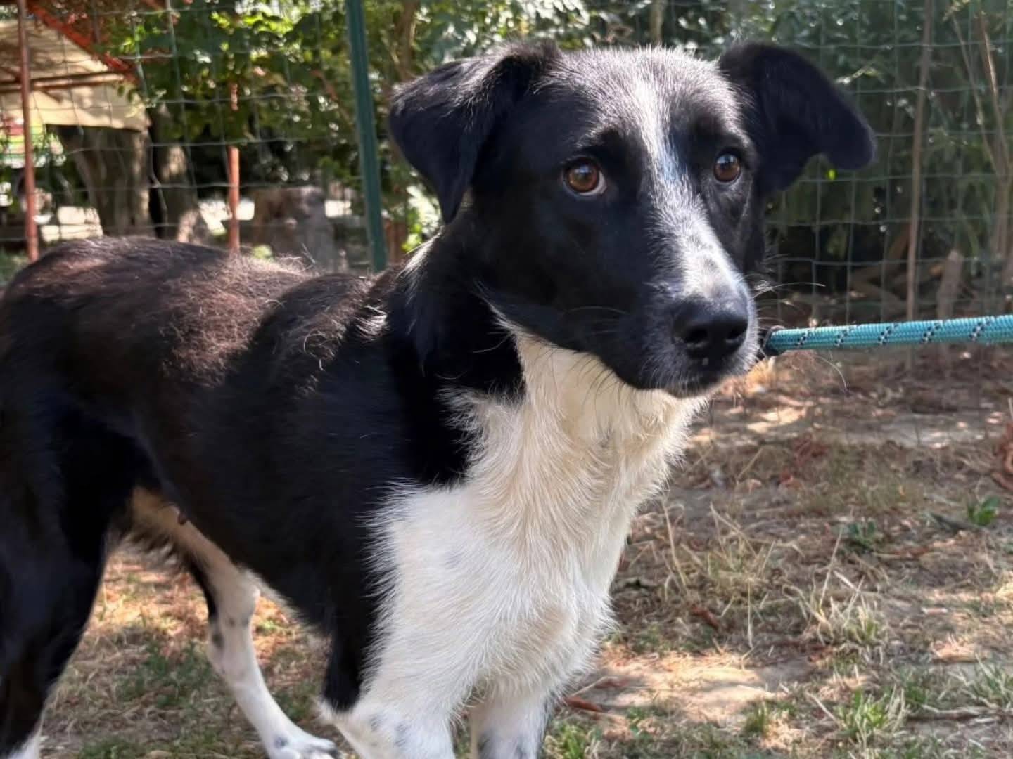 Vuoi adottare un cane a Torino?