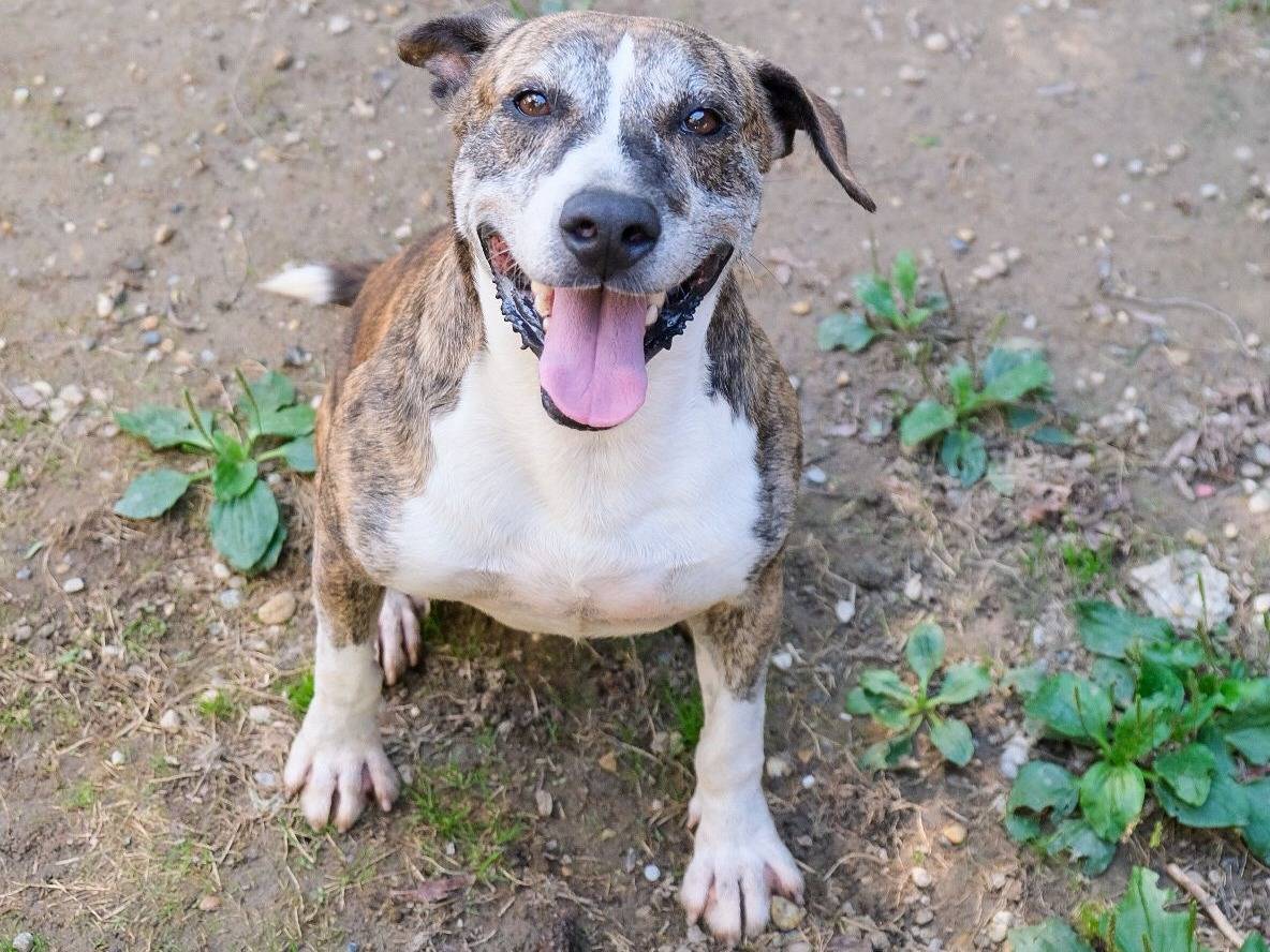 Adozione cane, maschio, Pitbull Razza sconosciuta, 7 anni e 9 mesi, taglia grande, Torino