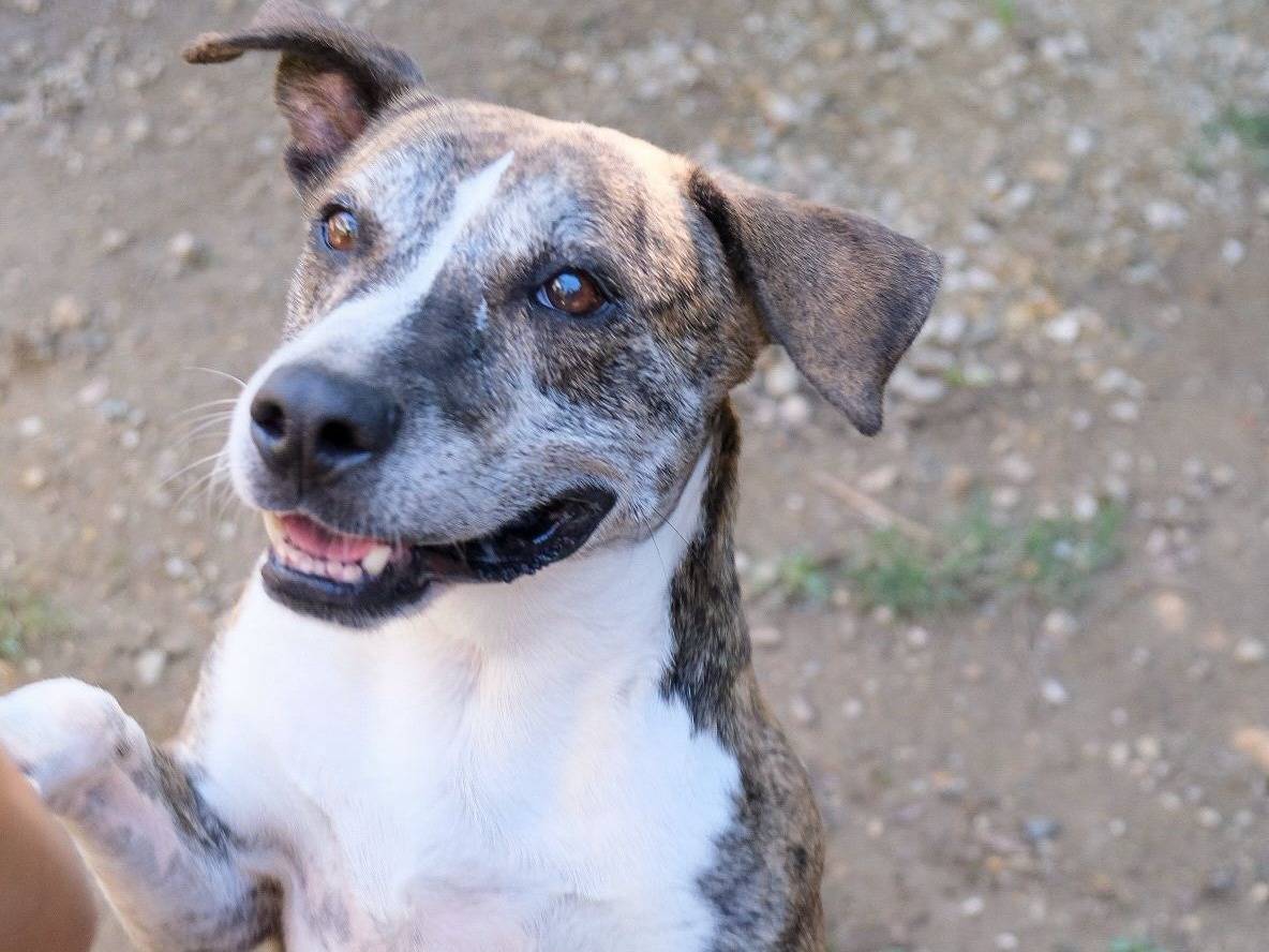 Vuoi adottare un cane a Torino?