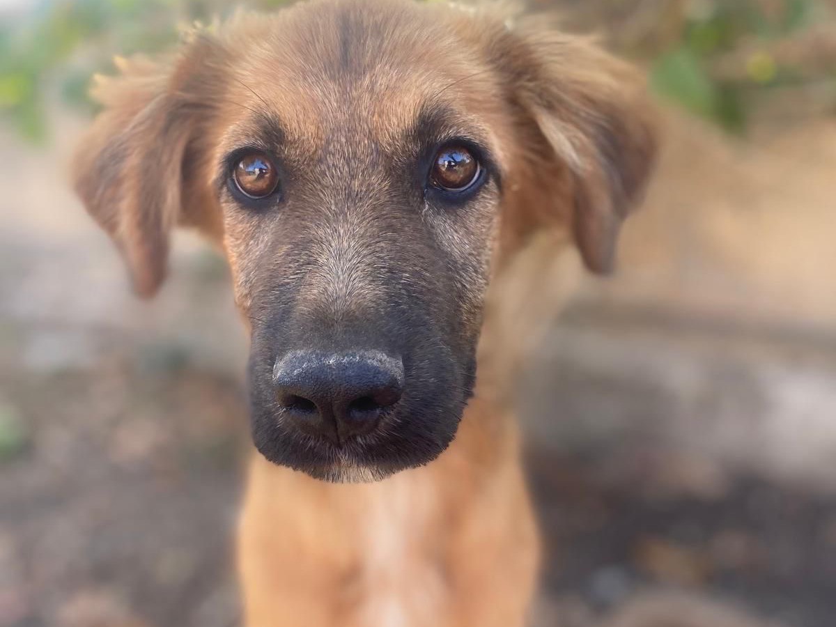 Adozione cane, maschio, Razza sconosciuta Razza sconosciuta, 7 mesi, taglia media, Siracusa