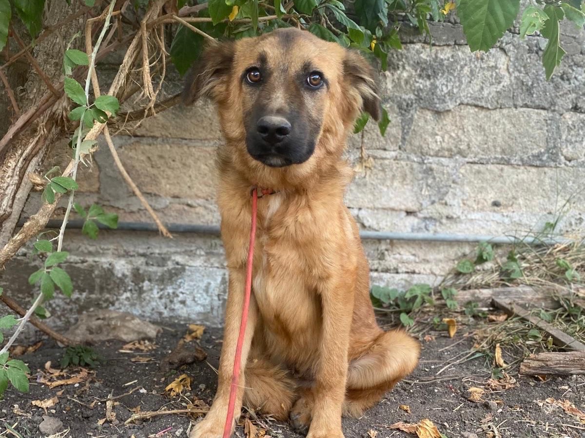 Adotta un cane, maschio, 7 mesi, Siracusa