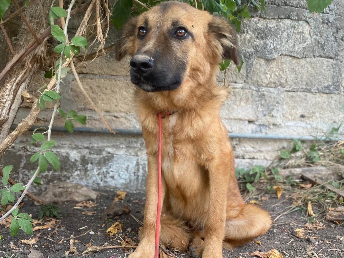 Adotta un cane, taglia media, maschio, Siracusa