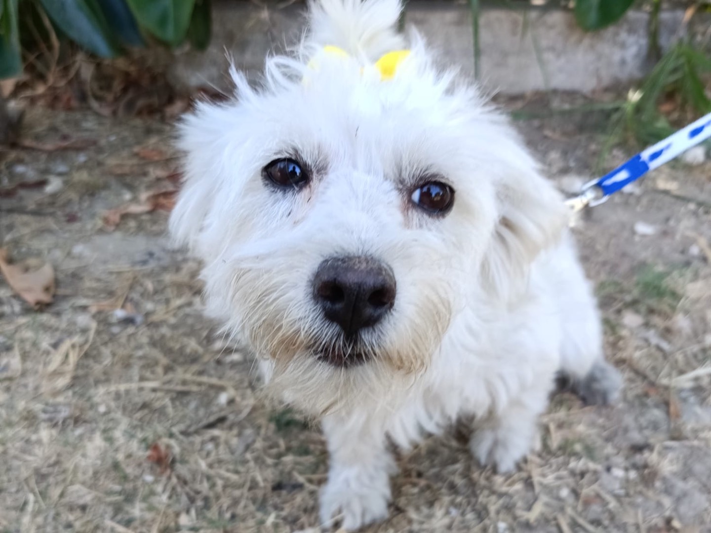 Adozione cane, femmina, Maltese Razza sconosciuta, 1 anno e 4 mesi, taglia piccola, Siracusa