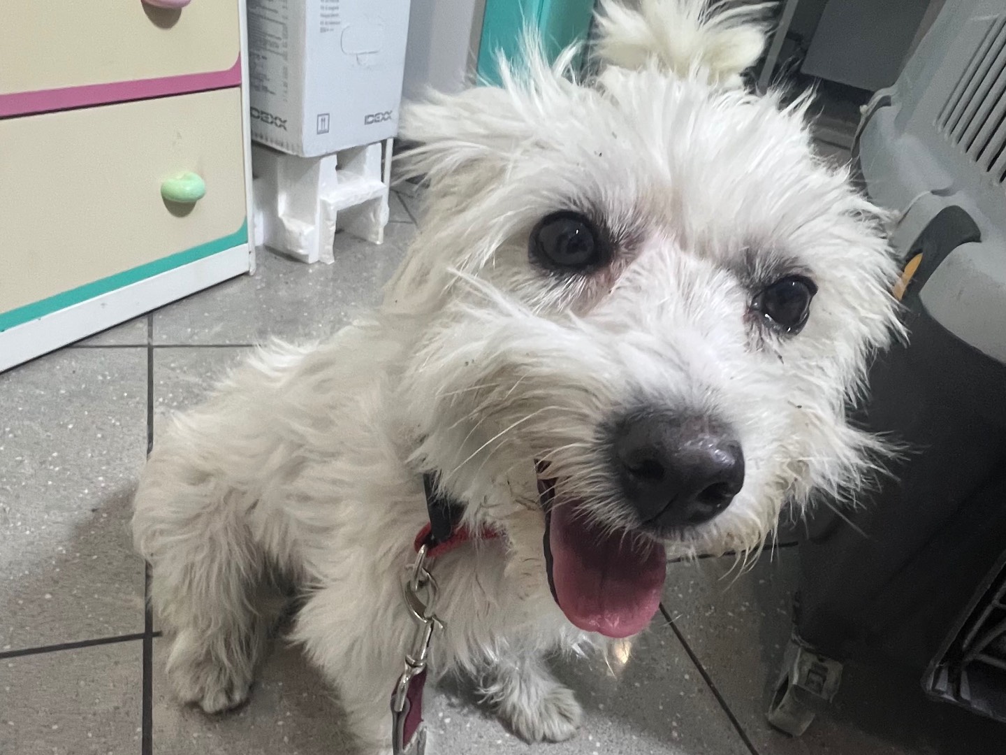 Adotta un cane, femmina, 1 anno e 4 mesi, Siracusa