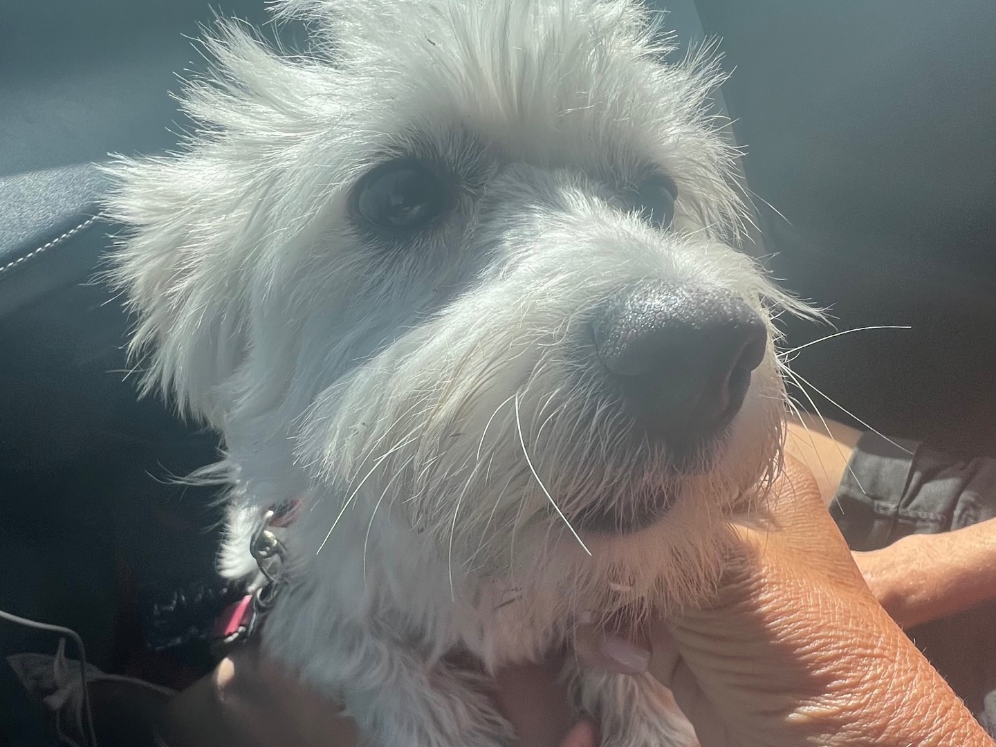 Adotta un cane, taglia piccola, femmina, Siracusa