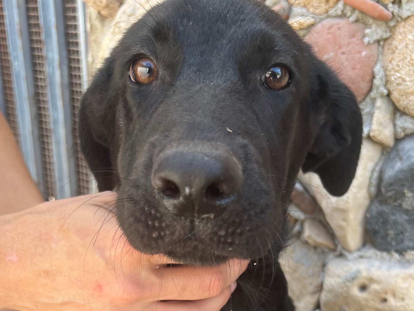 Adotta un cane, maschio, 6 mesi, Siracusa