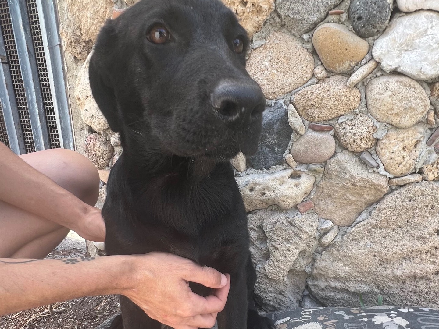 Adotta un cane, taglia grande, maschio, Siracusa