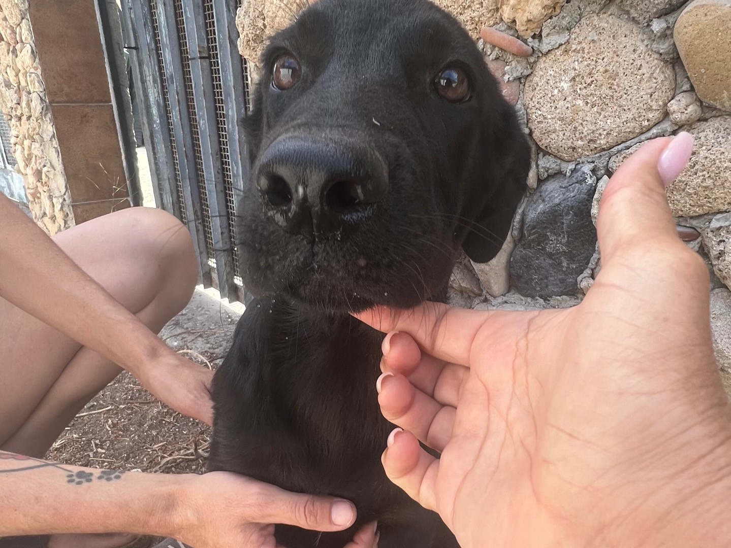 Vuoi adottare un cane a Siracusa?