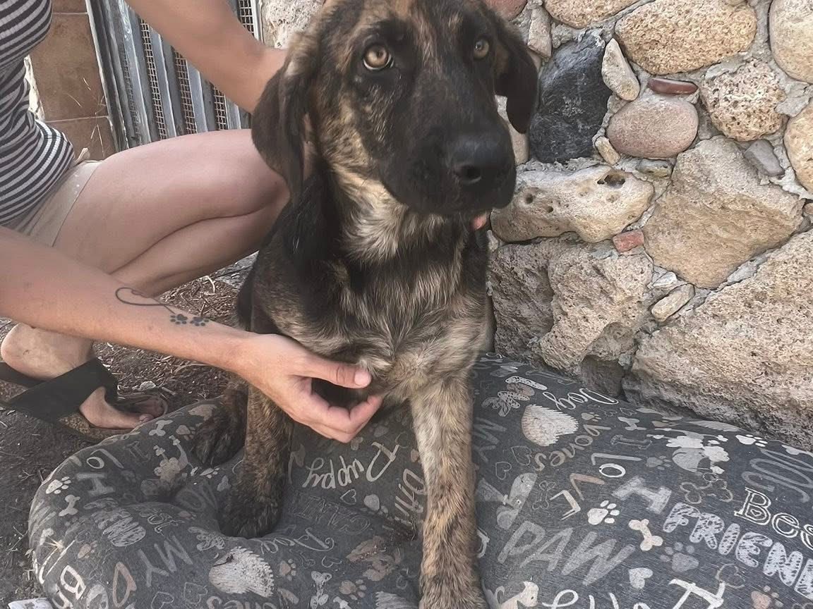 Adozione cane, femmina, Pastore Belga Malinois Razza sconosciuta, 6 mesi, taglia grande, Siracusa