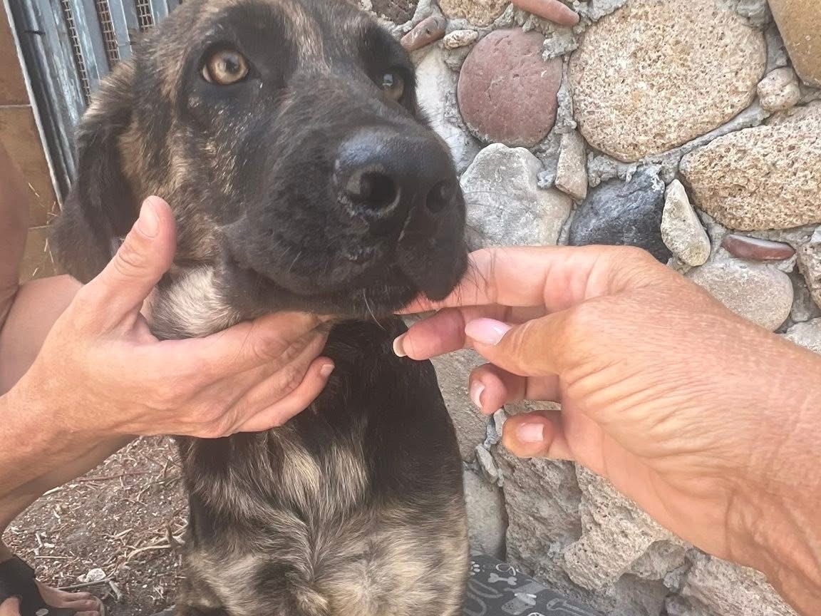 Adotta un cane, femmina, 6 mesi, Siracusa