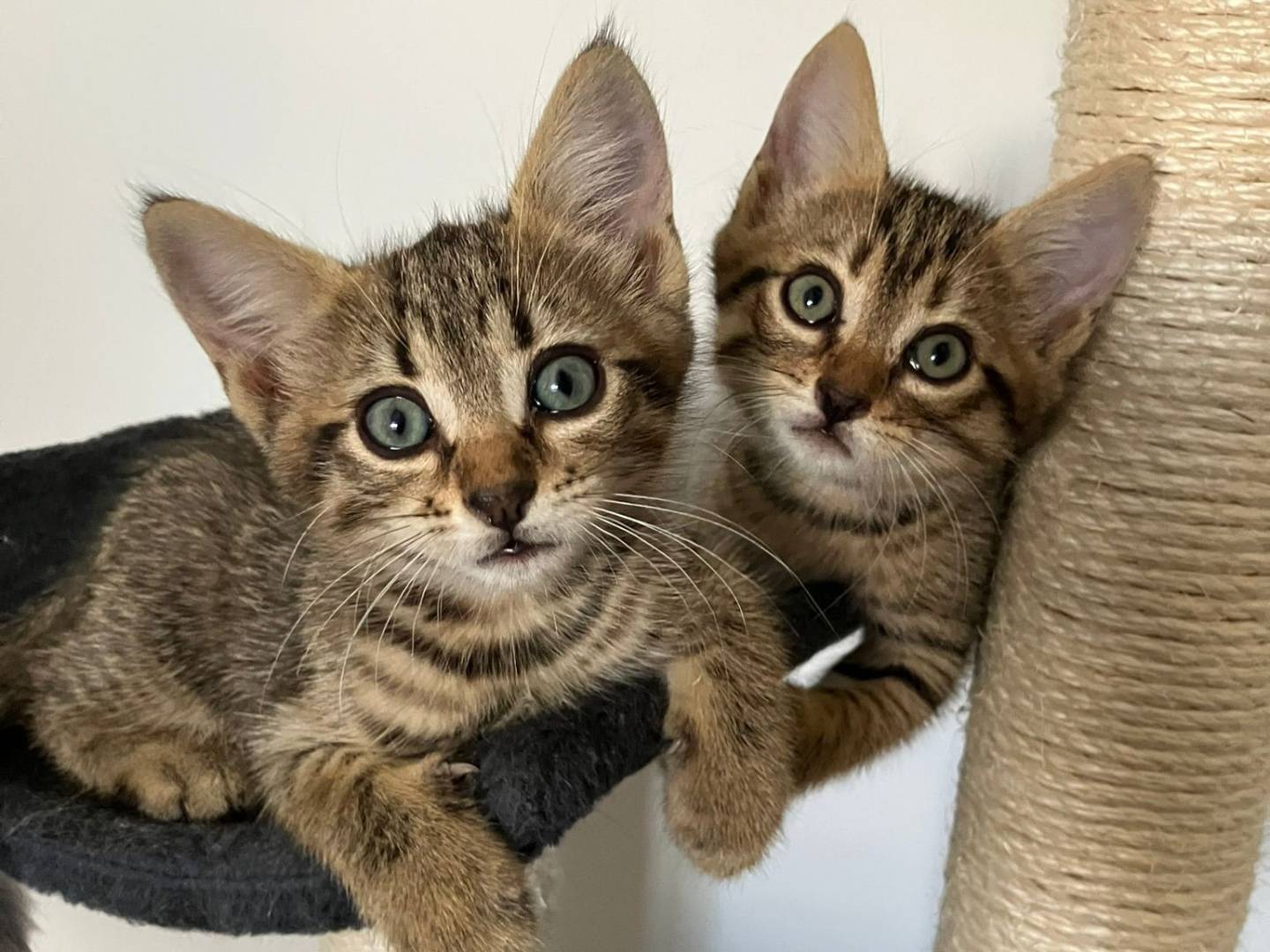 Adozione gatto, maschio, Razza sconosciuta Razza sconosciuta, 2 mesi, taglia non valida, Torino