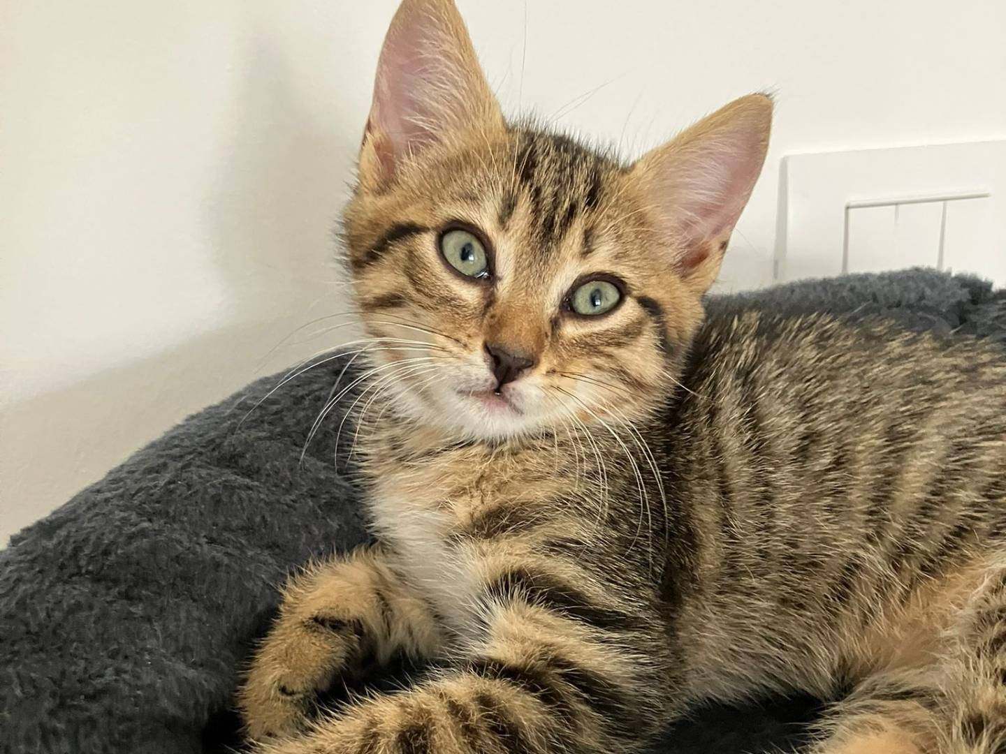 Adotta un gatto, maschio, 2 mesi, Torino