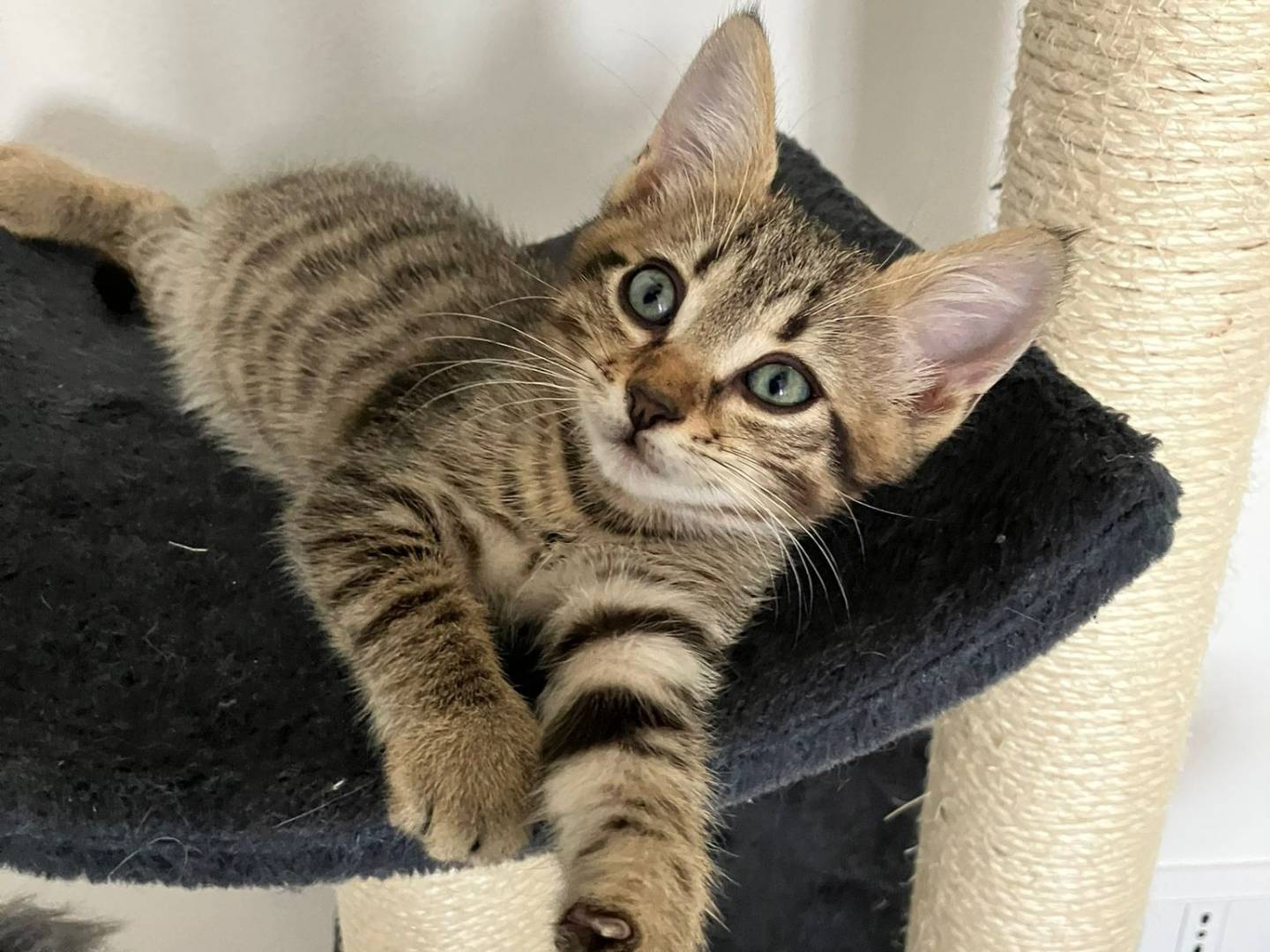 Adotta un gatto, taglia non valida, maschio, Torino