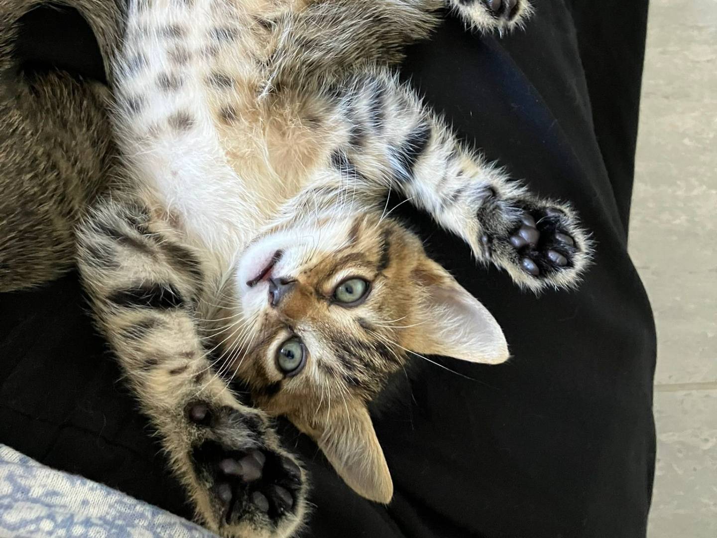 Vuoi adottare un gatto a Torino?