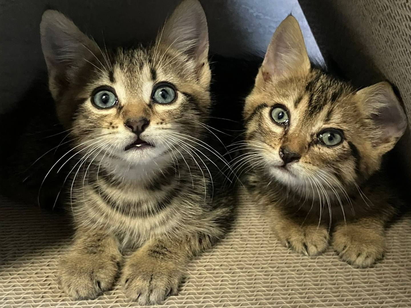 Adotta il gatto Giac e Gas a Torino