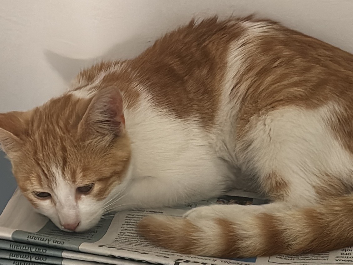 Adozione gatto, maschio, Razza sconosciuta Razza sconosciuta, 4 mesi, taglia non valida, Napoli