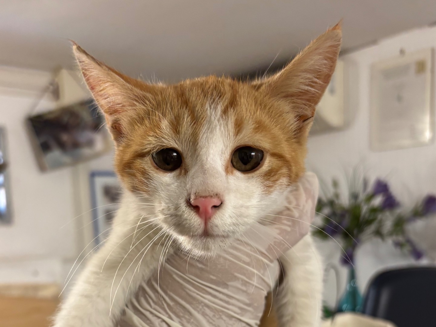 Adotta un gatto, taglia non valida, maschio, Napoli