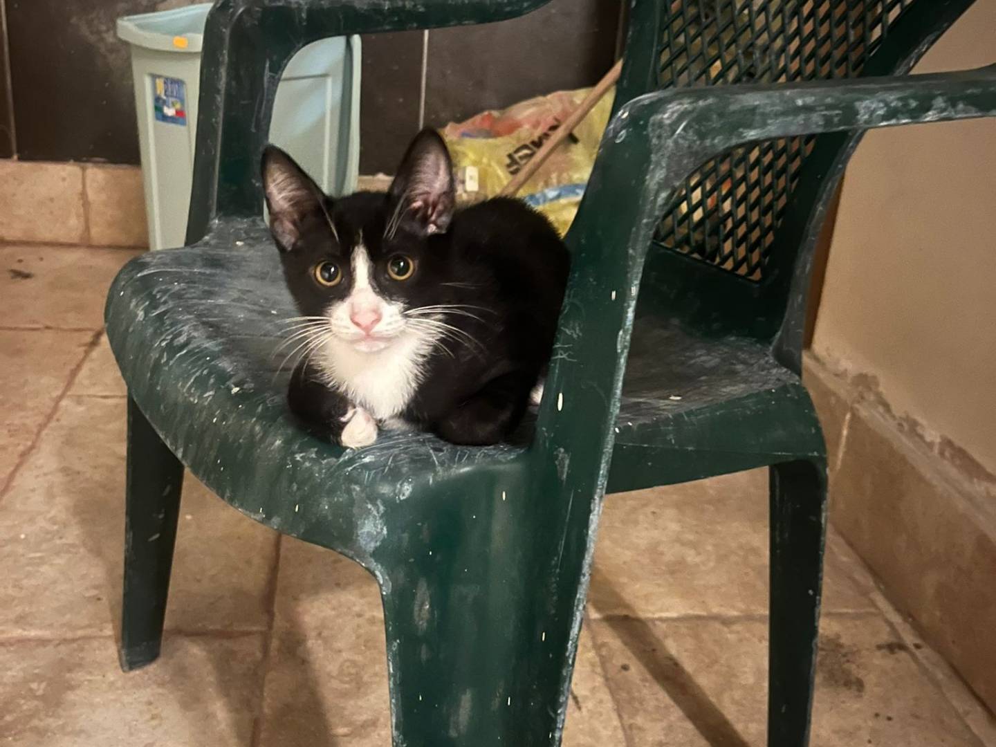 Adozione gatto, maschio, Razza sconosciuta Razza sconosciuta, 3 mesi, taglia non valida, Caserta