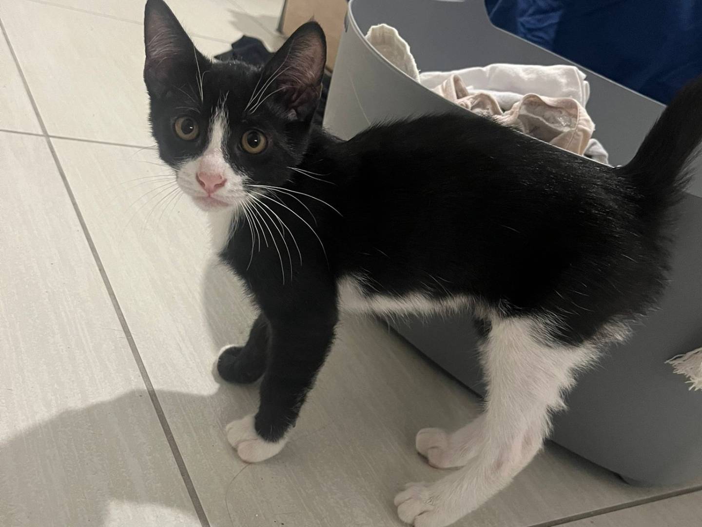 Adotta un gatto, maschio, 3 mesi, Caserta