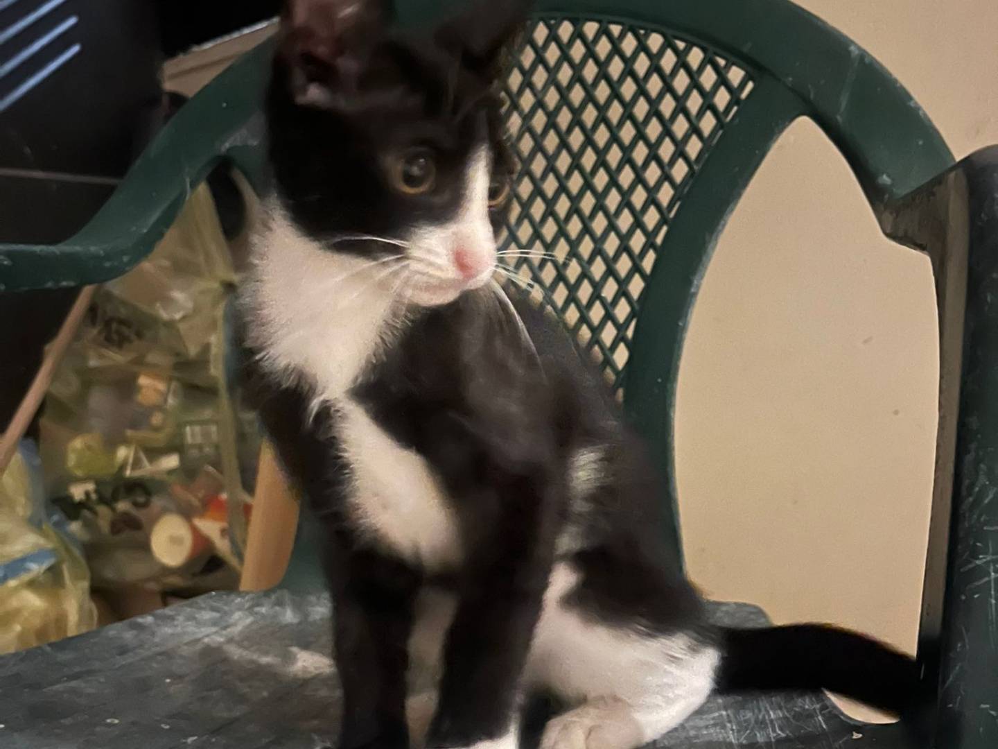Adotta un gatto, taglia non valida, maschio, Caserta