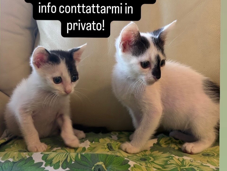 Adozione gatto, femmina, Razza sconosciuta Razza sconosciuta, 2 anni e 1 mese, taglia non valida, Roma