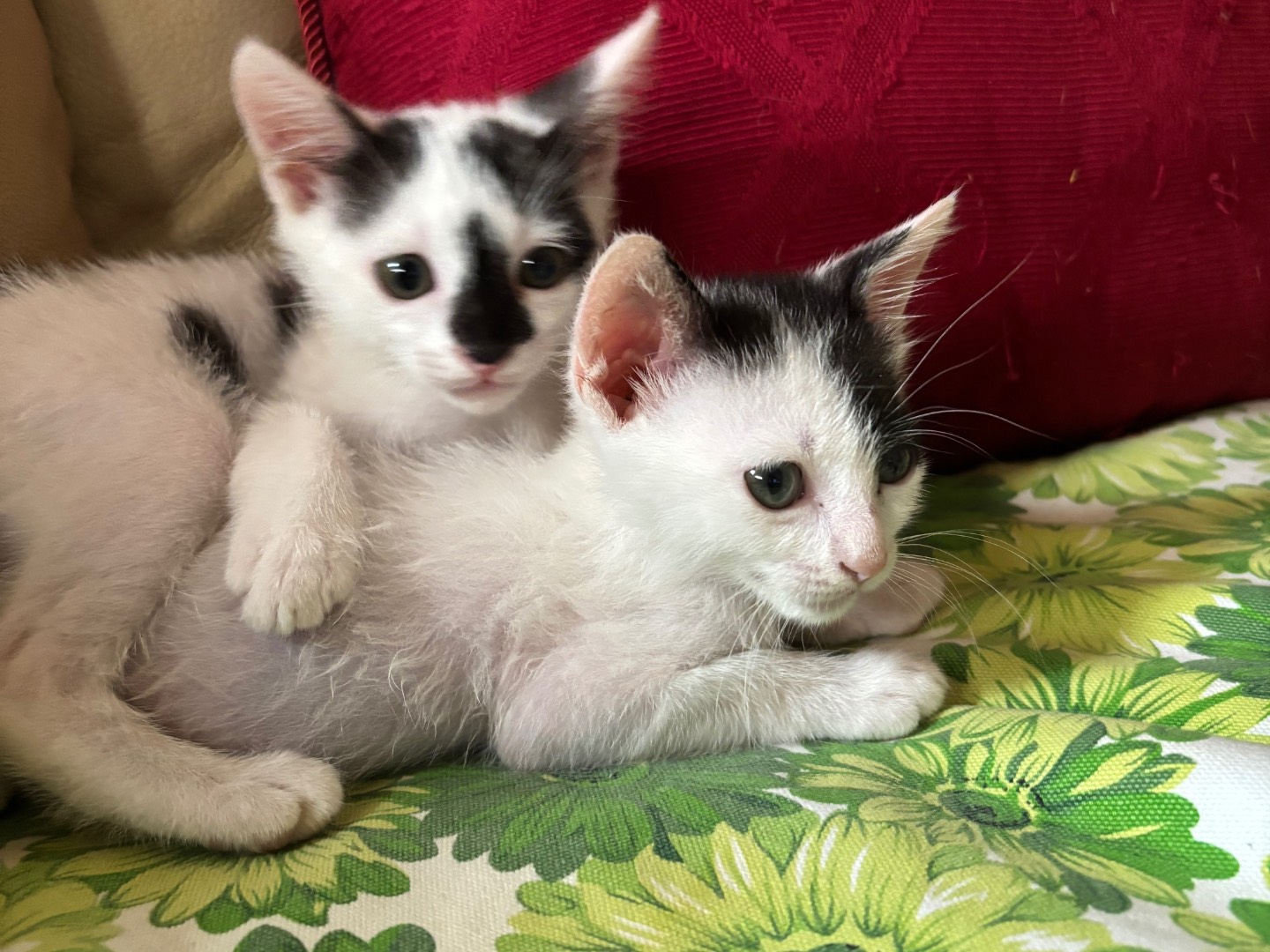 Adotta un gatto, femmina, 2 anni e 1 mese, Roma