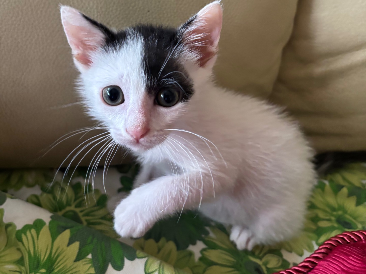 Adotta un gatto, taglia non valida, femmina, Roma