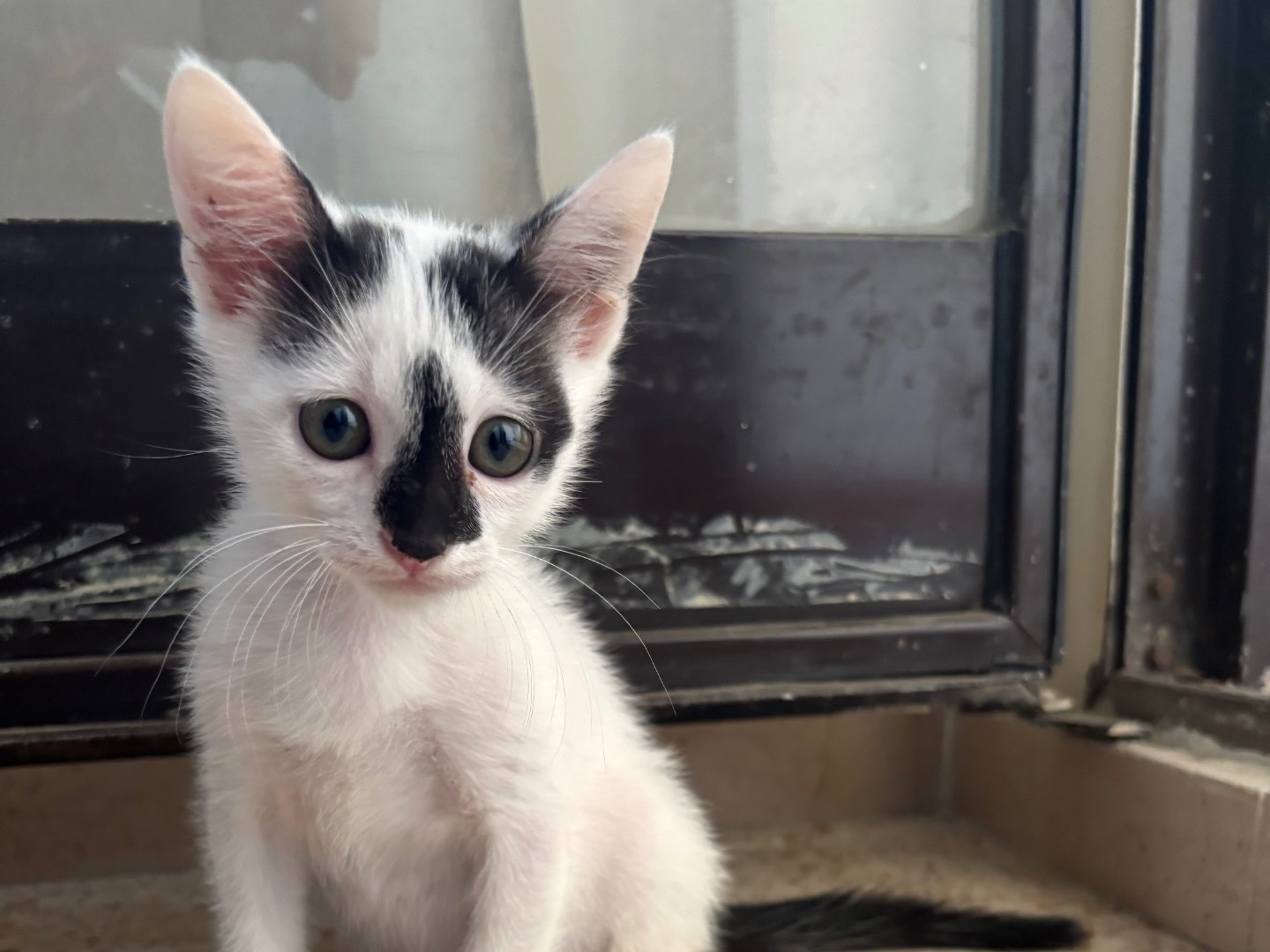 Vuoi adottare un gatto a Roma?