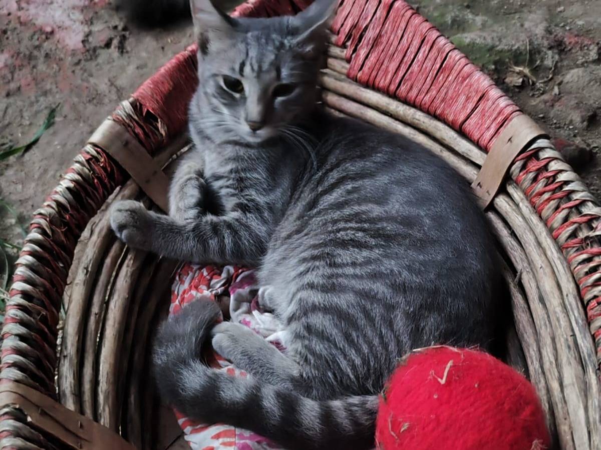Adozione gatto, femmina, Razza sconosciuta Razza sconosciuta, 3 mesi, taglia non valida, Caserta