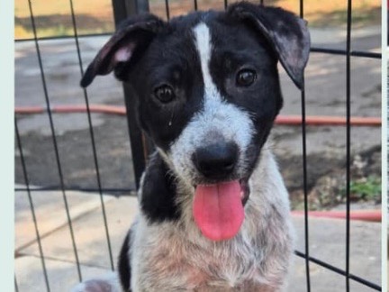 Adozione cane, femmina, Razza sconosciuta Razza sconosciuta, 3 mesi, taglia media, Bari