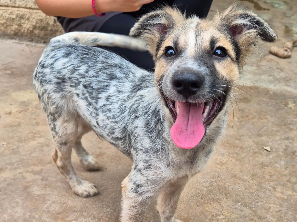 Adozione cane, maschio, Razza sconosciuta Razza sconosciuta, 3 mesi, taglia media, Bari