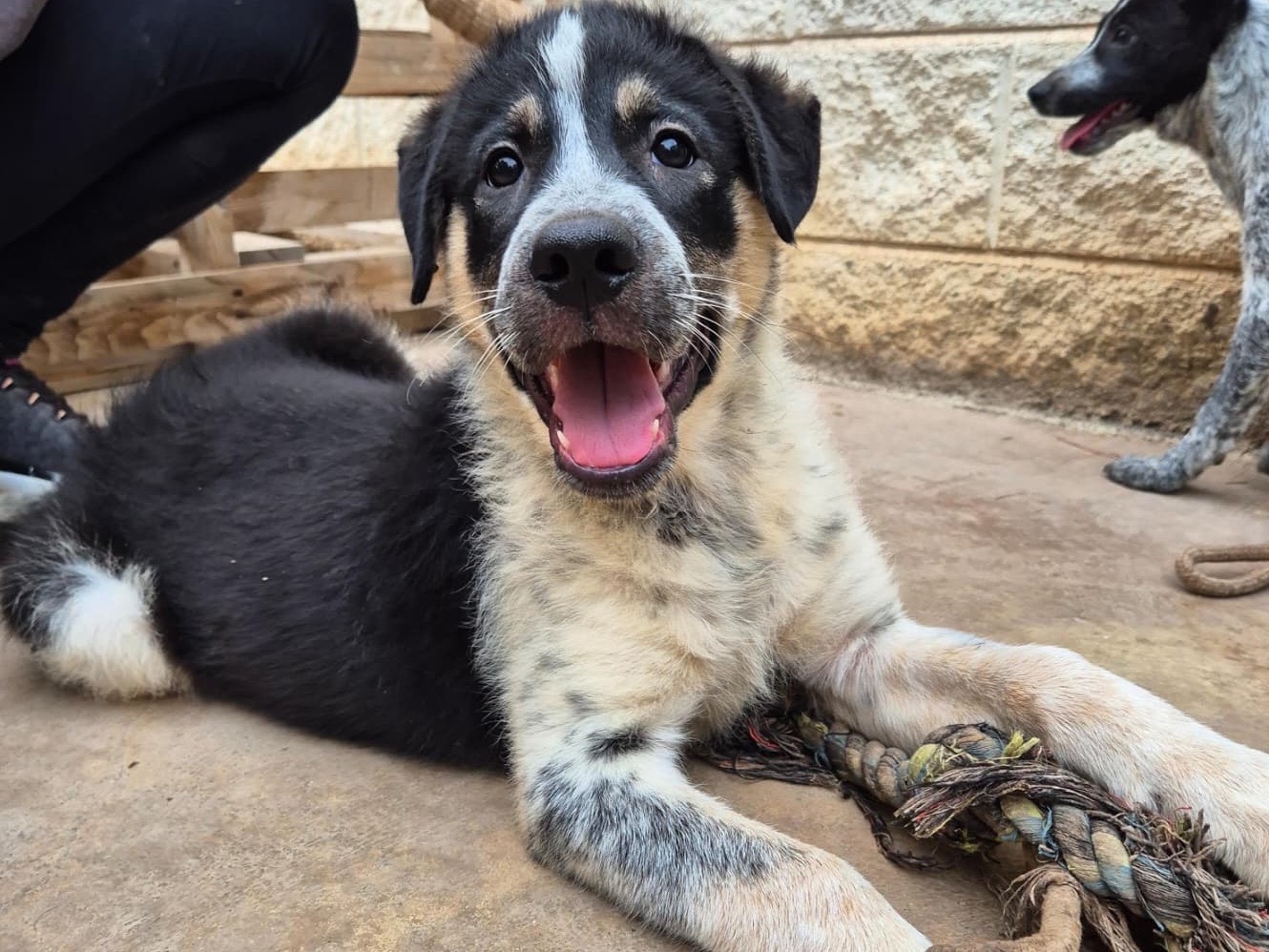 Adozione cane, maschio, Razza sconosciuta Razza sconosciuta, 3 mesi, taglia grande, Bari