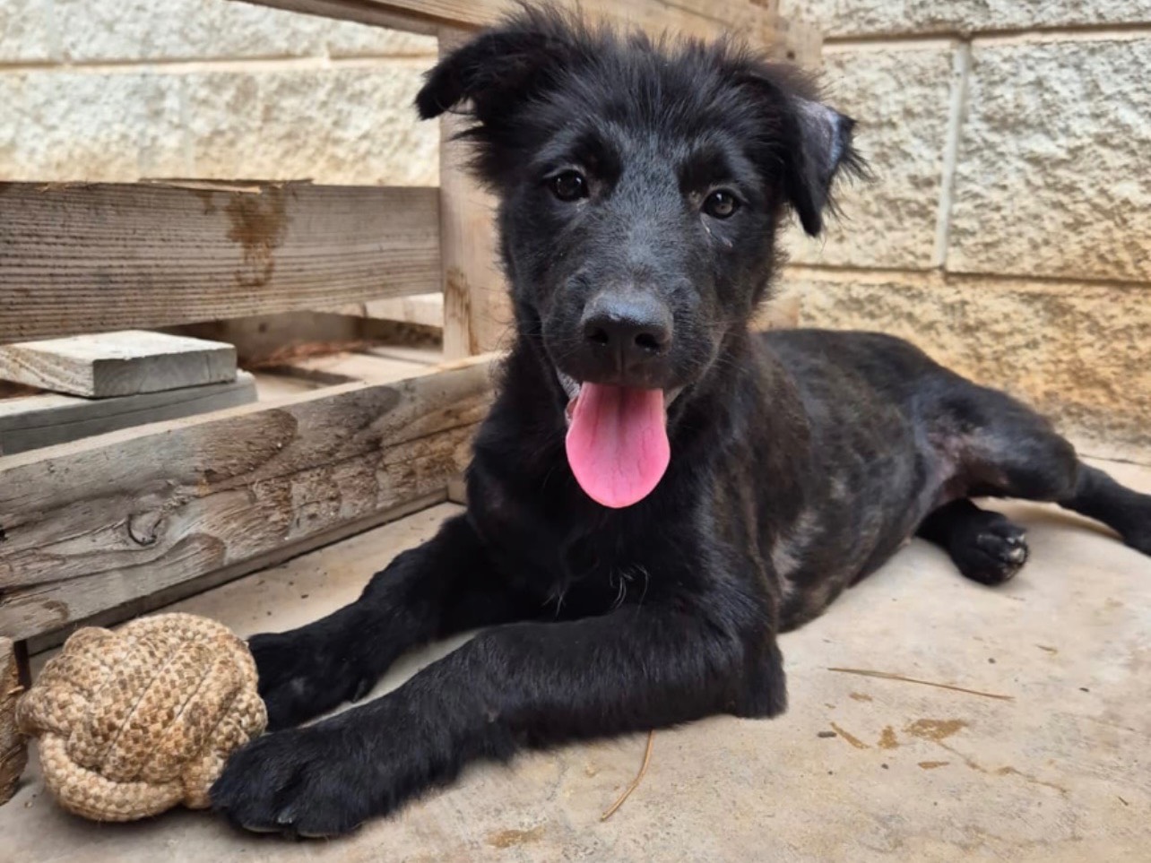 Adotta un cane, femmina, 3 mesi, Bari