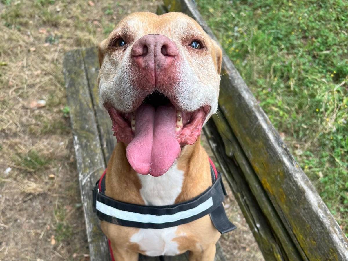 Adozione cane, maschio, American Staffordshire Terrier Razza sconosciuta, 11 anni e 11 mesi, taglia grande, Milano