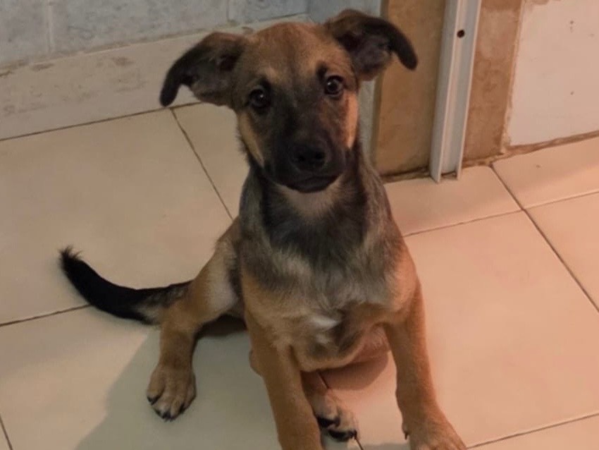 Adozione cane, femmina, Razza sconosciuta Razza sconosciuta, 2 mesi, taglia media, Bari