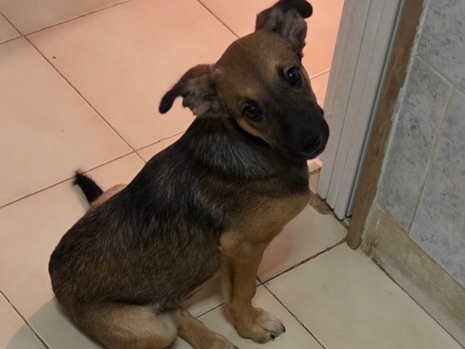 Adotta un cane, femmina, 2 mesi, Bari