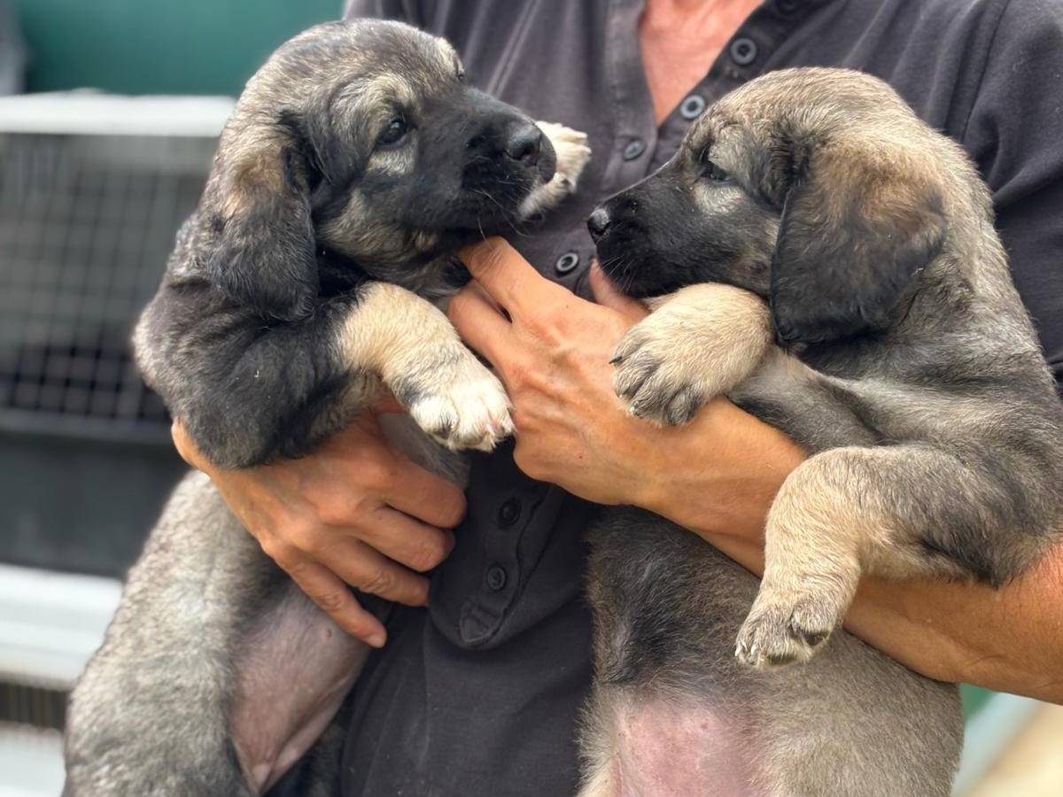 Adozione cane, maschio, Razza sconosciuta Razza sconosciuta, 1 mesi, taglia gigante, Pisa