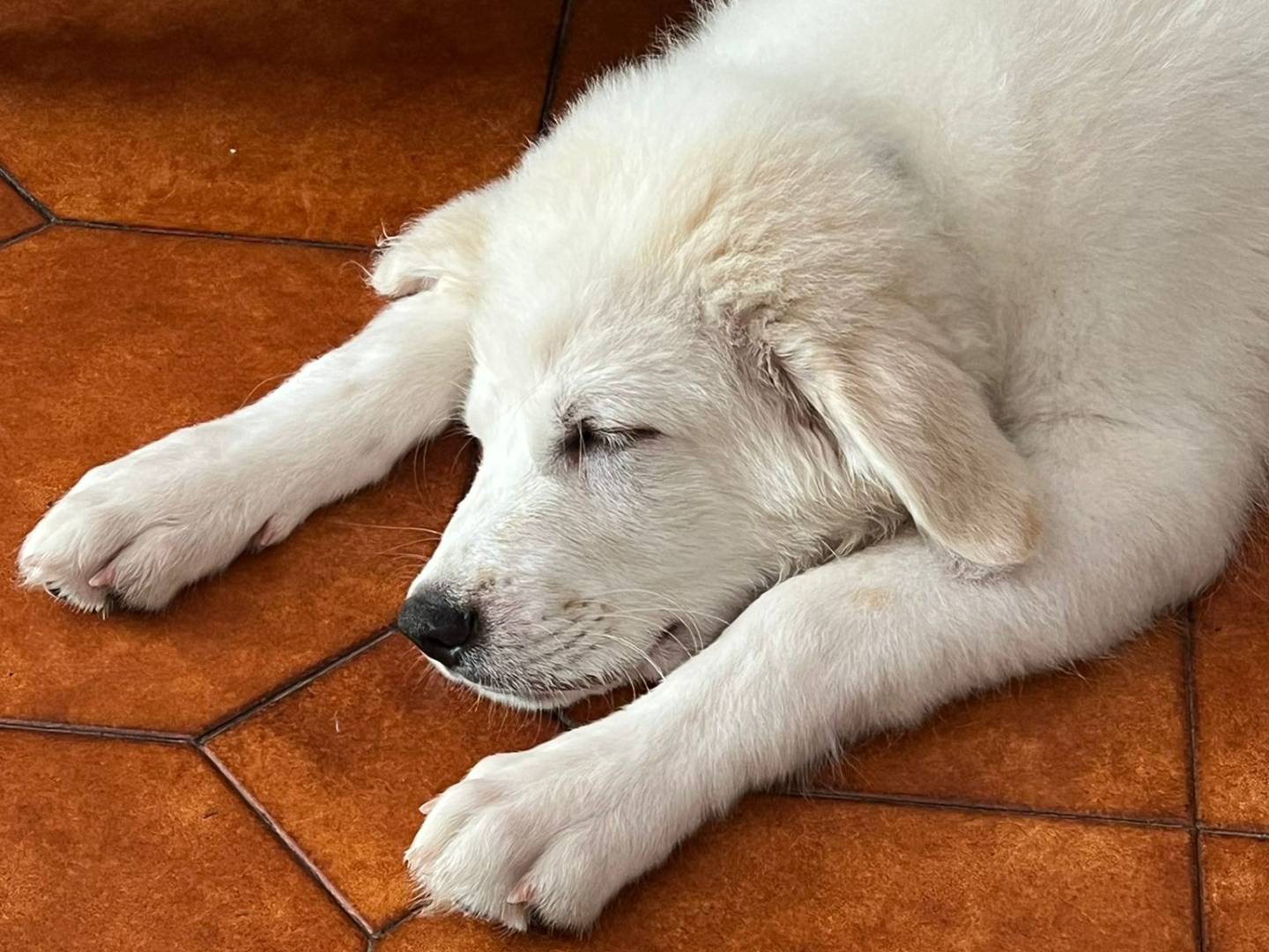 Adozione cane, maschio, Pastore maremmano Razza sconosciuta, 5 mesi, taglia gigante, Roma